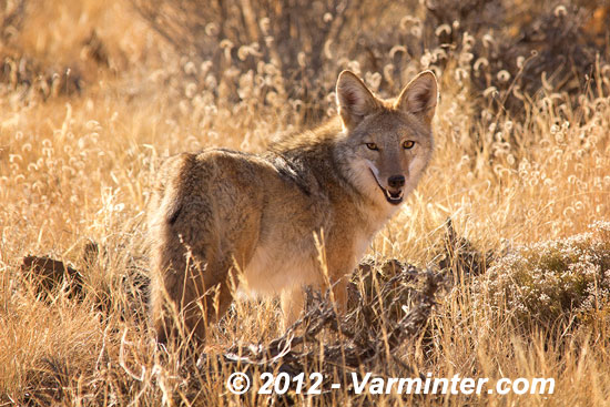 Canis latrans (Coyote)